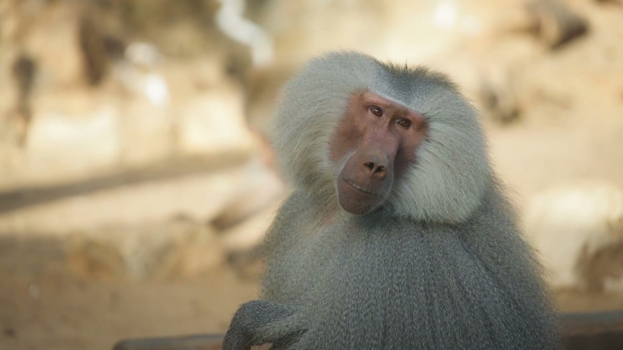 Baboon