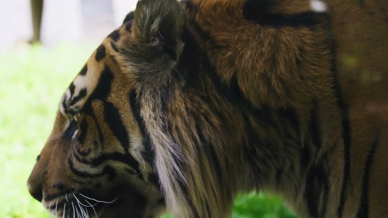 Tigers