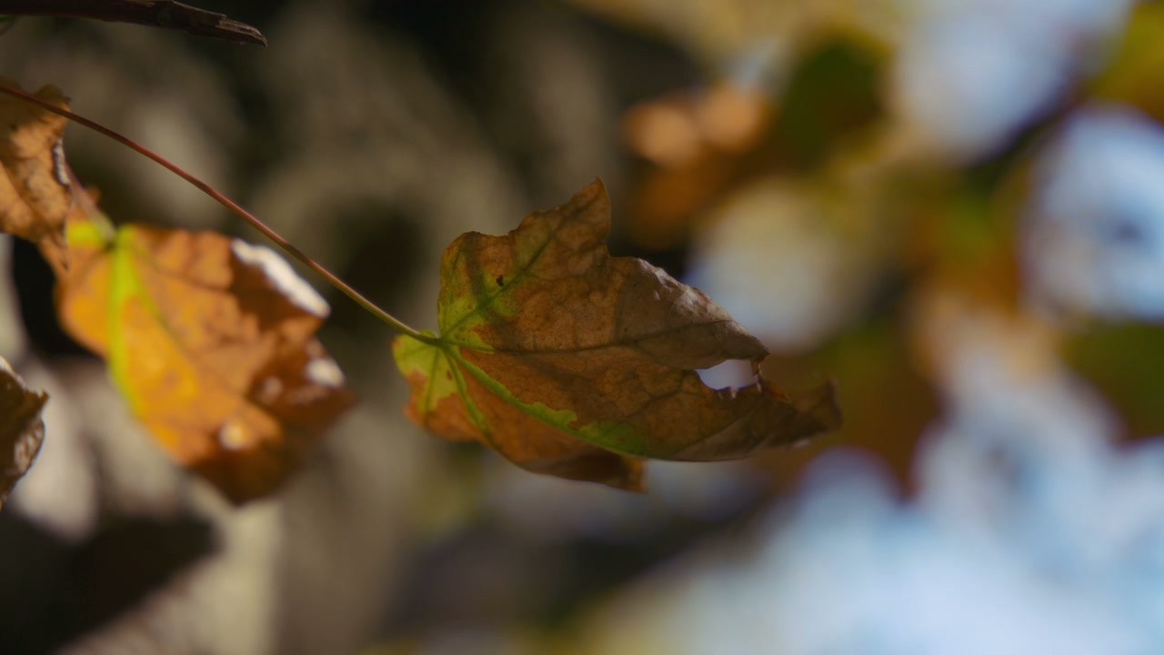 Autumn
