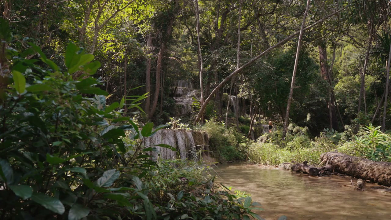 Rainforest