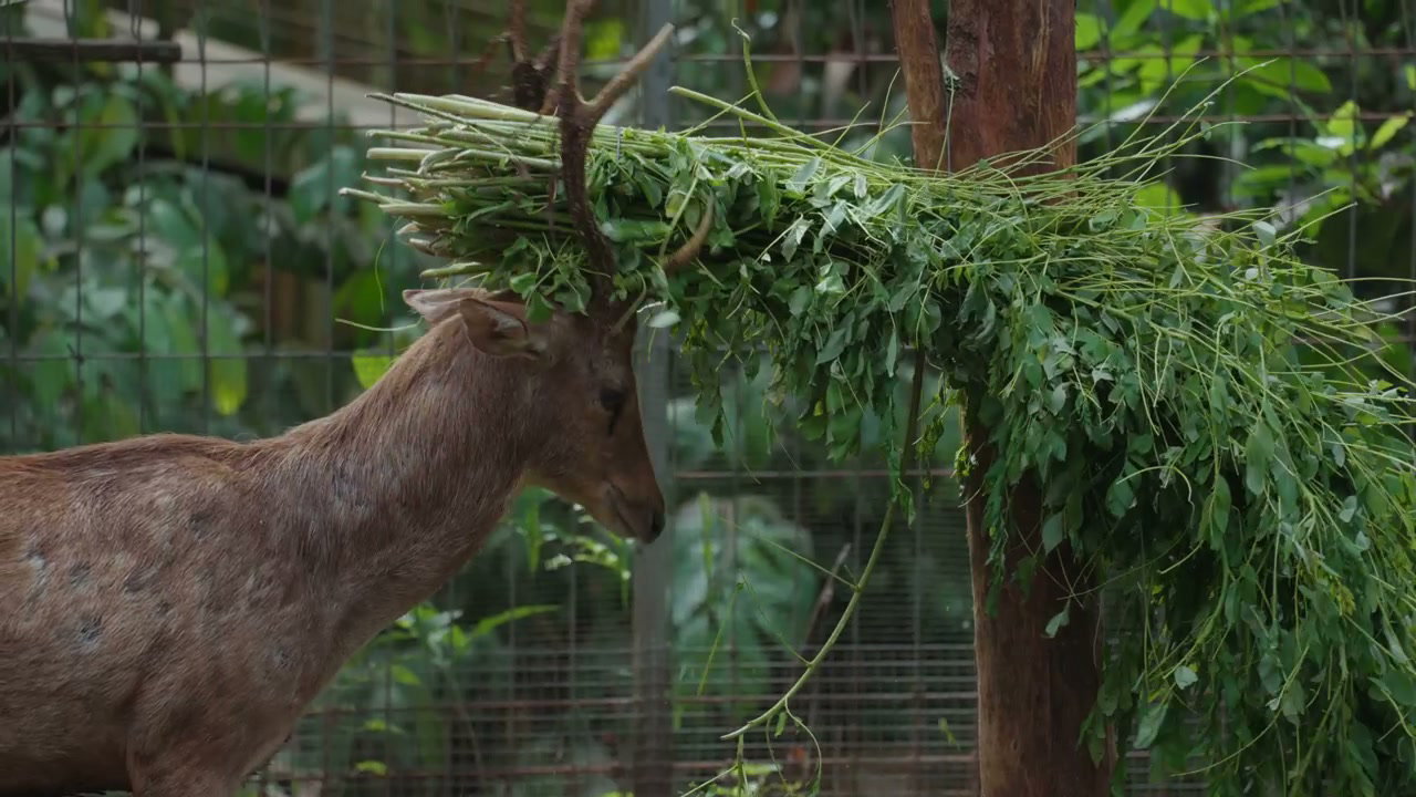 Deer