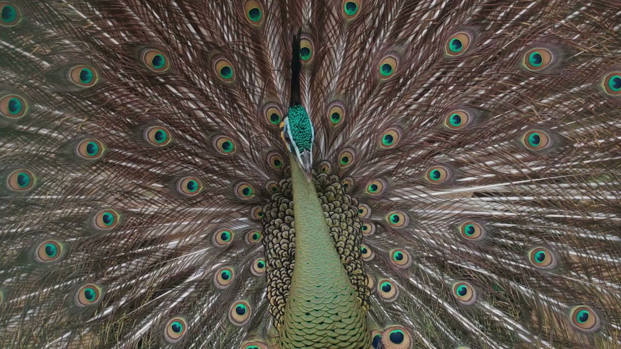 Peacocks