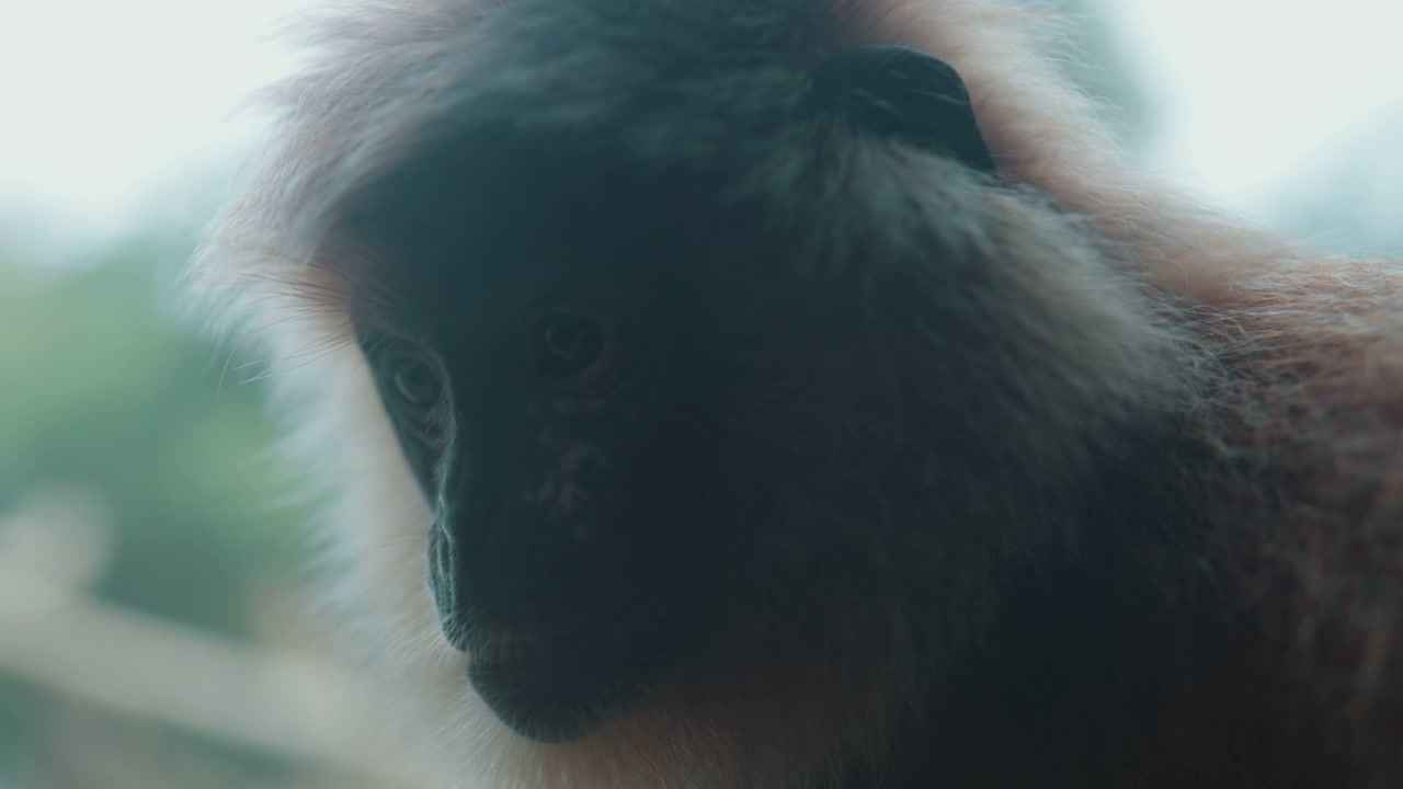 Monkeys