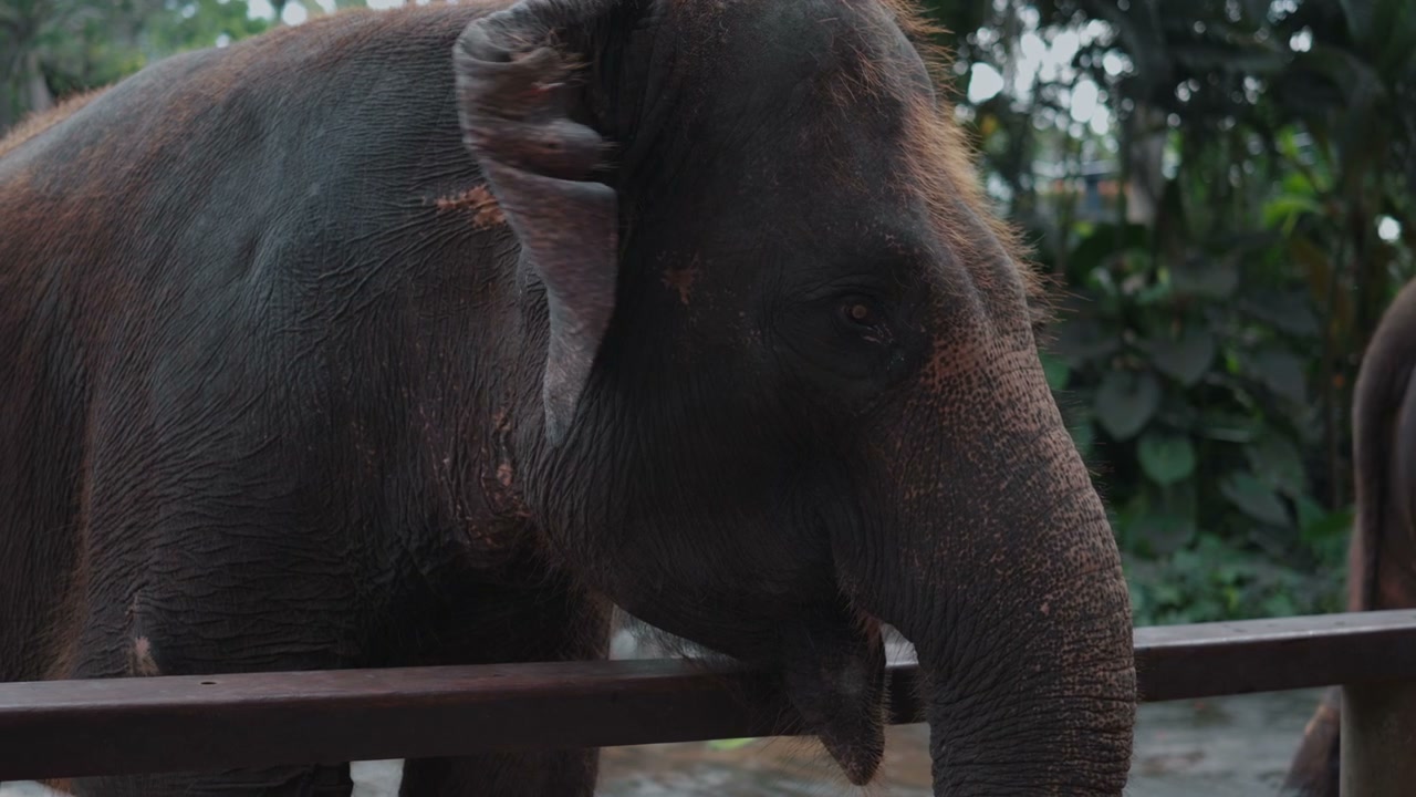 Elephant