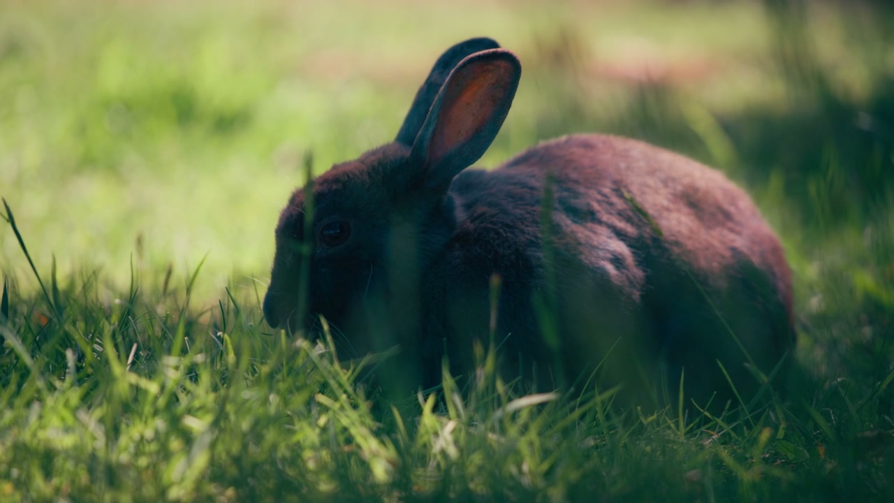 Rabbits