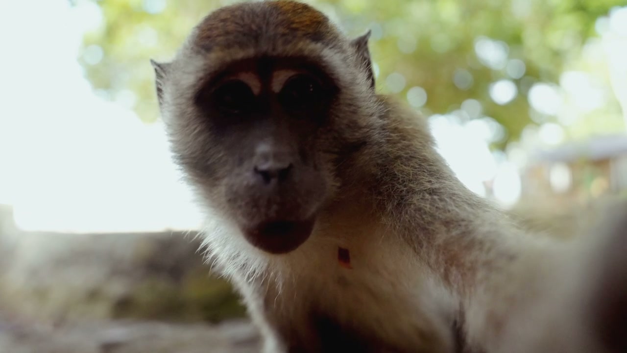 Monkey