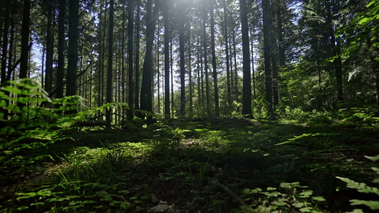 Trees