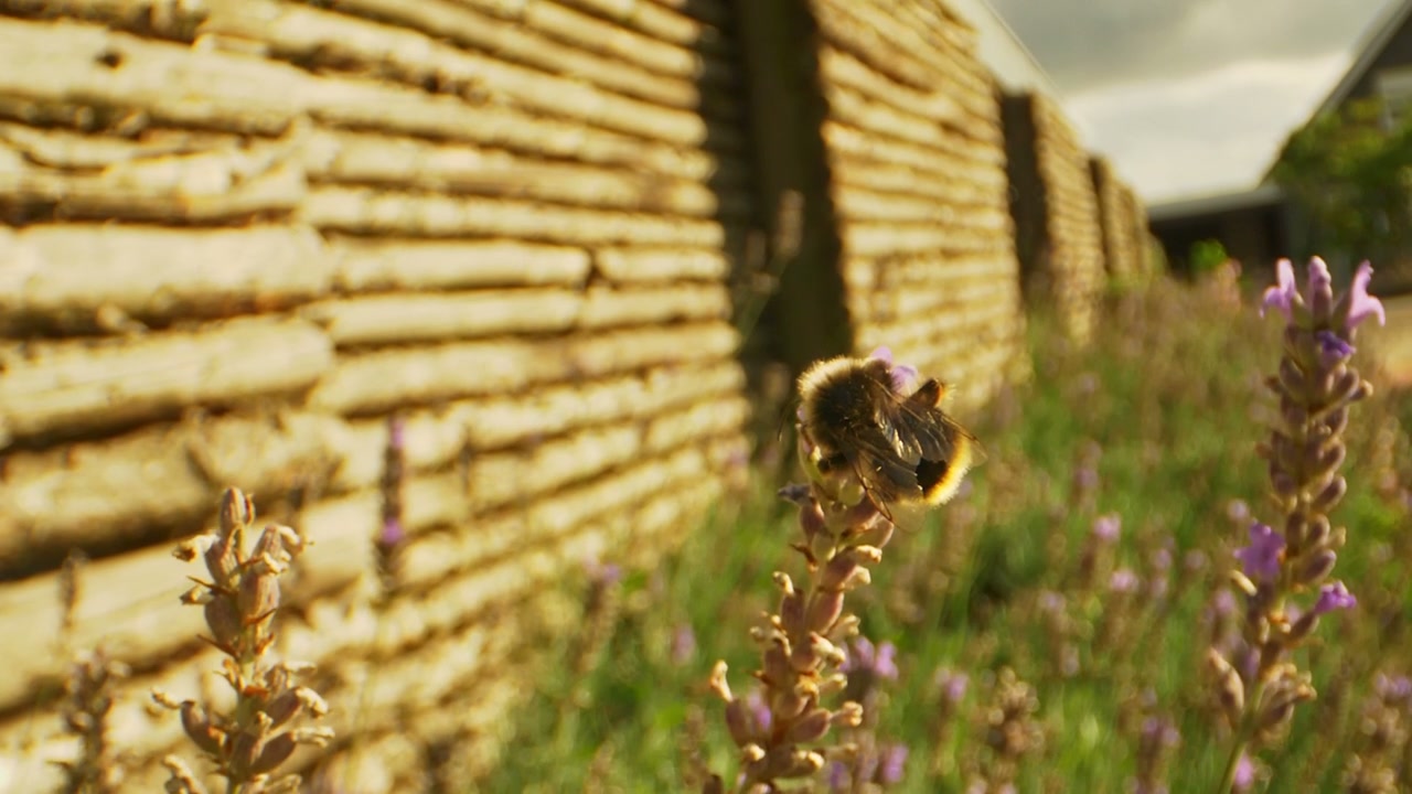 Bees