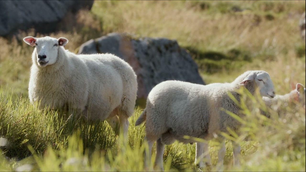 Sheep