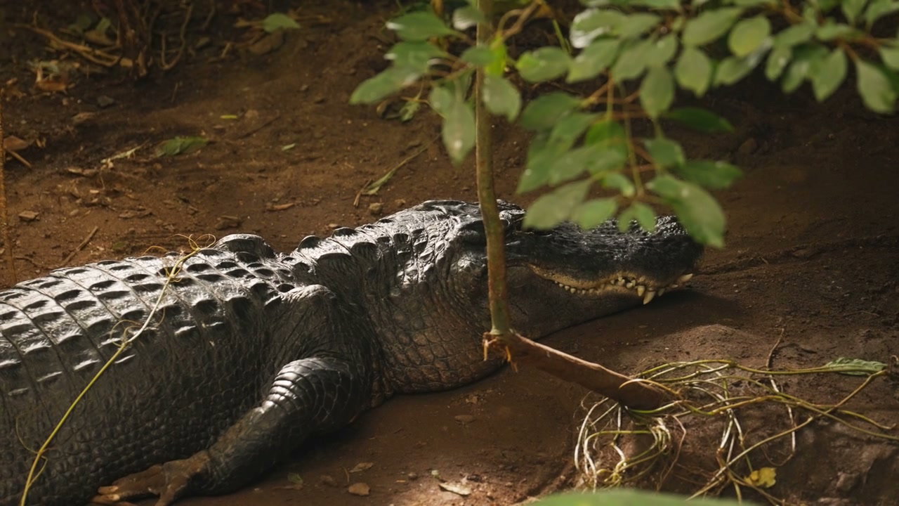 Crocodiles