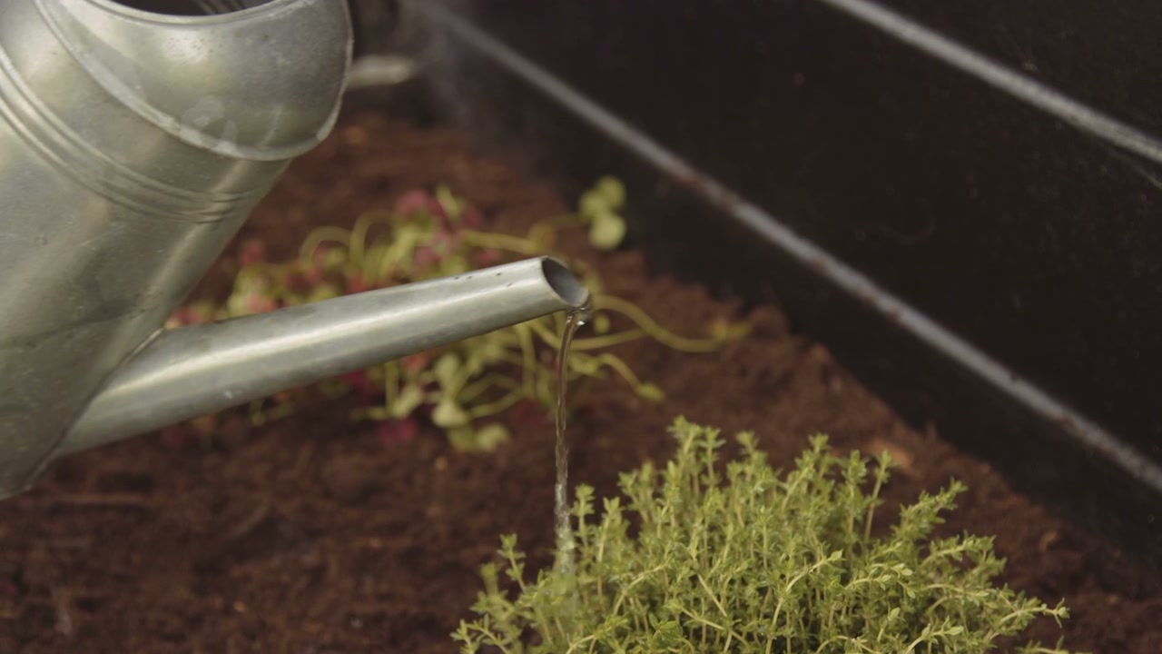 Plant growing