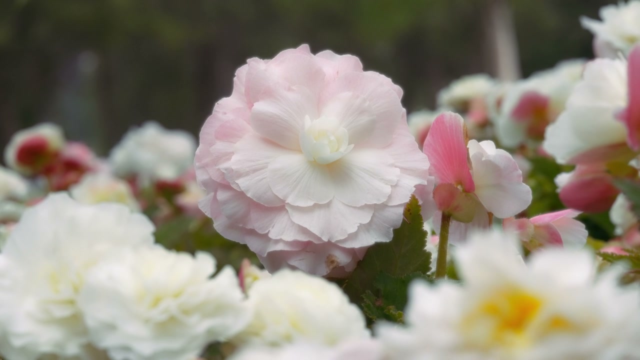 Blooming flower