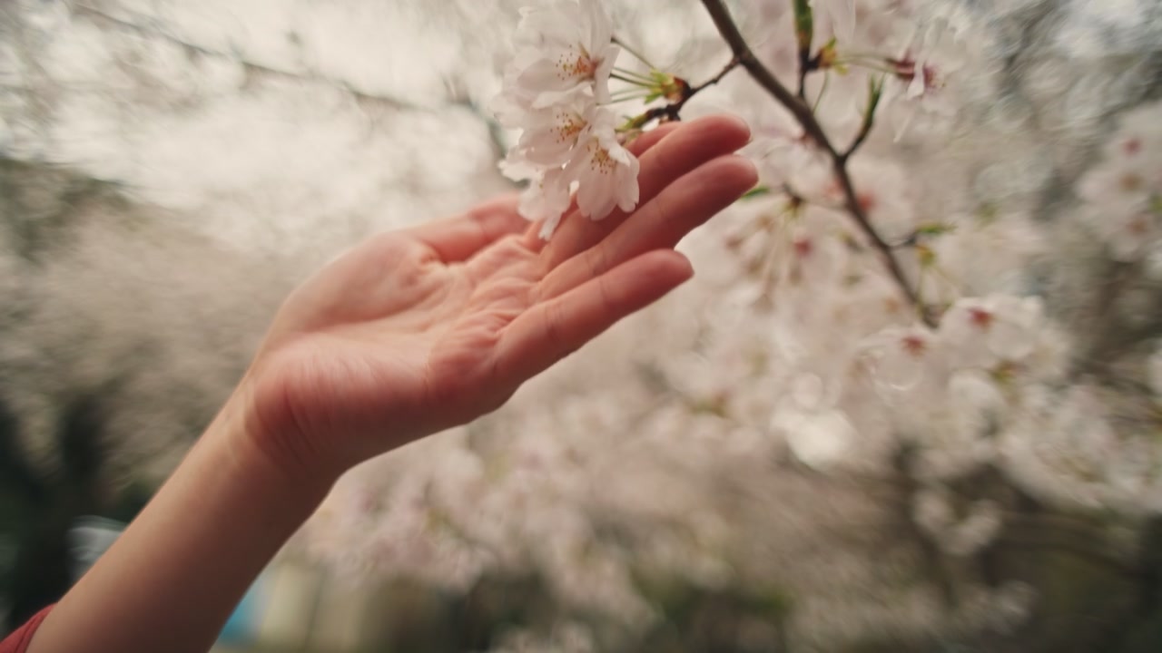 Cherry blossom
