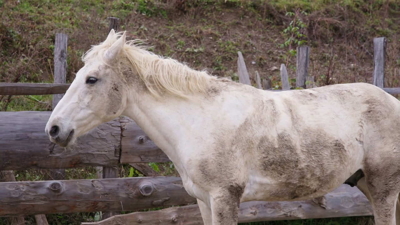 Horse