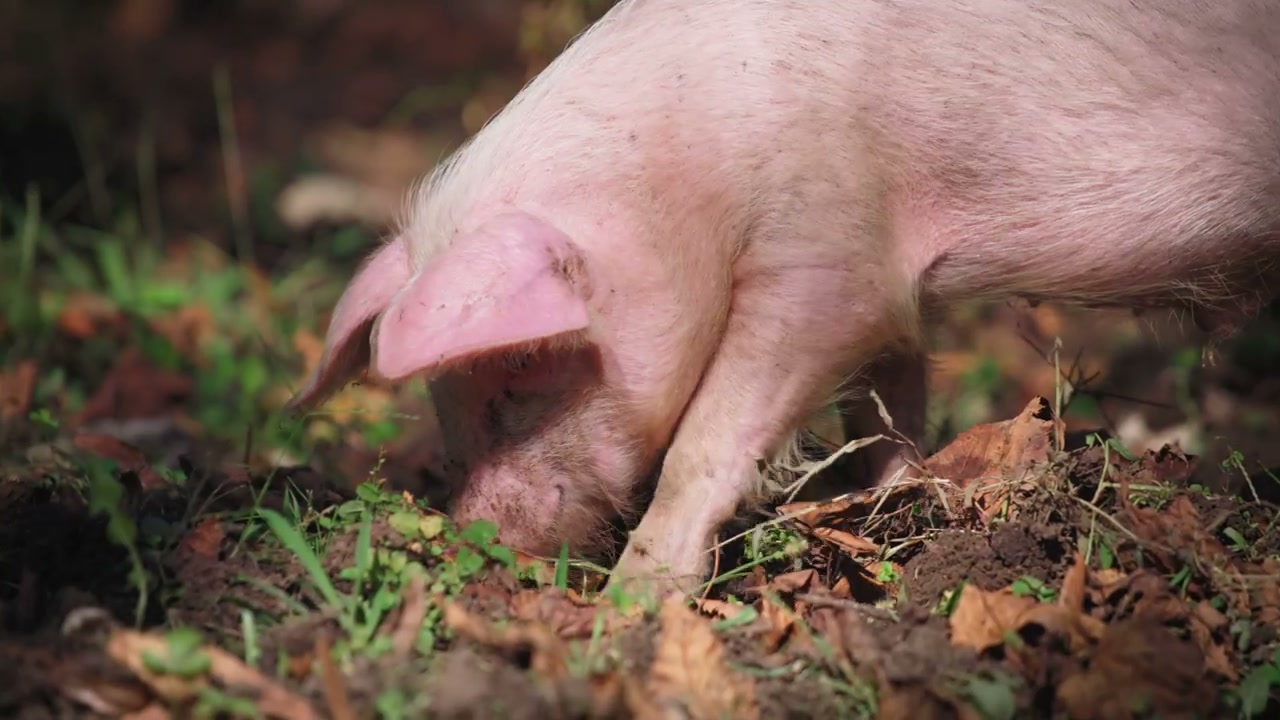 Pig