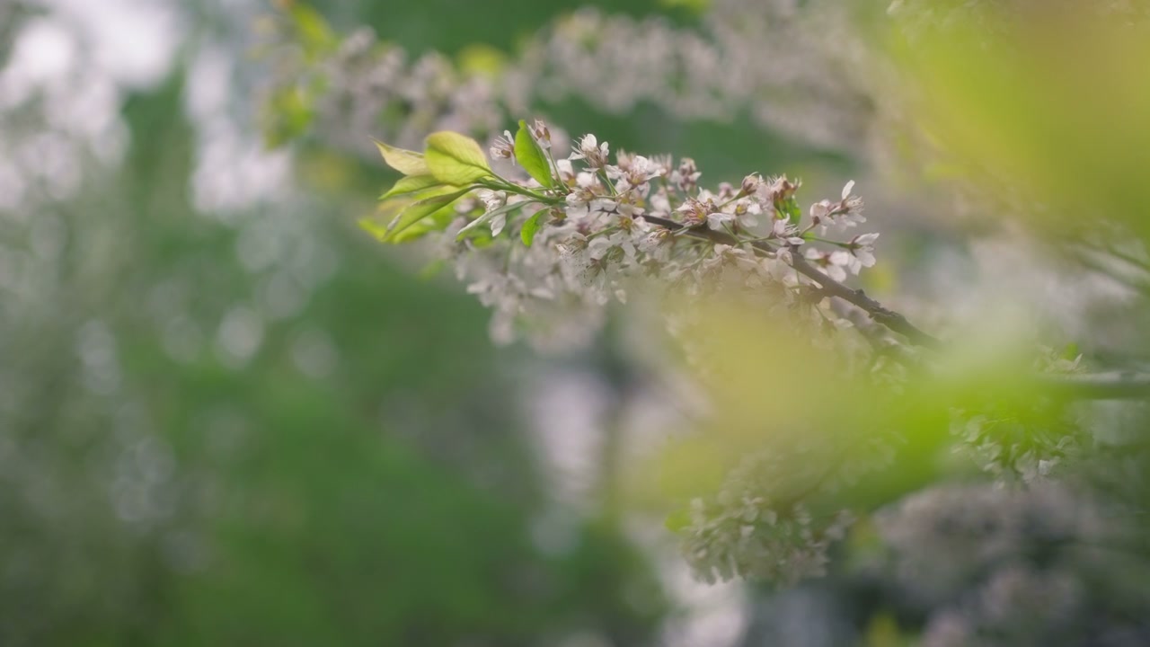 Spring