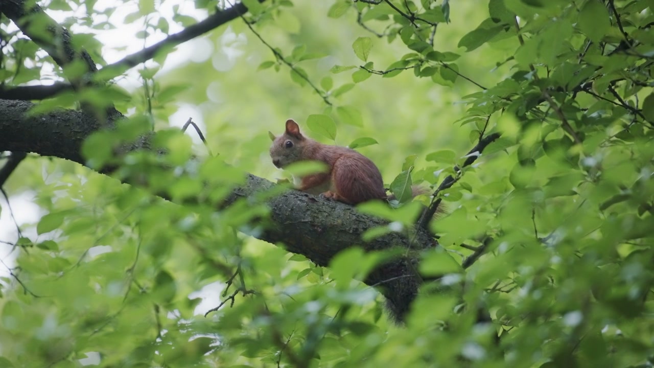 Squirrel