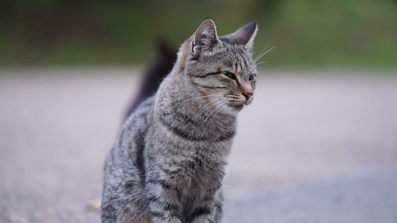 Cats