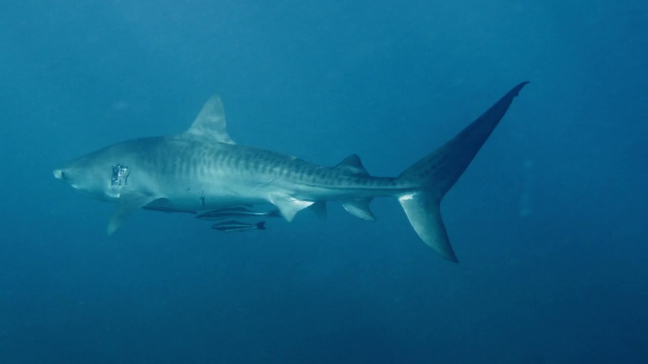 Sharks